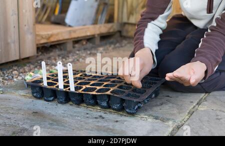 Woman sowing seeds in a seed tray in a UK garden Stock Photo