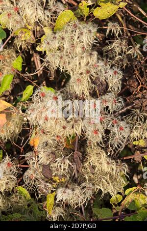 Old Mans Beard seeds Forest of Dean Stock Photo