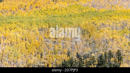 Fall landscape scene with a huge golden aspen forest covering the mountains in Colorado Stock Photo