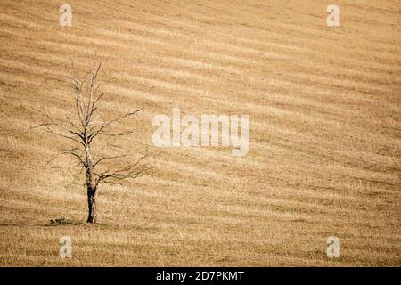 Dead tree in a dry crop field during a UK drought. Landscape showing global warming effect and climate change concept. Stock Photo