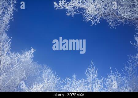 Frosty branches of the winter trees against the blue sky. Winter background - frosty tree branches form a photo frame Stock Photo
