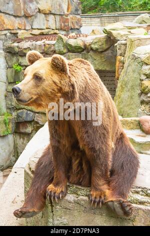 brown bear sitting on rocks Stock Photo