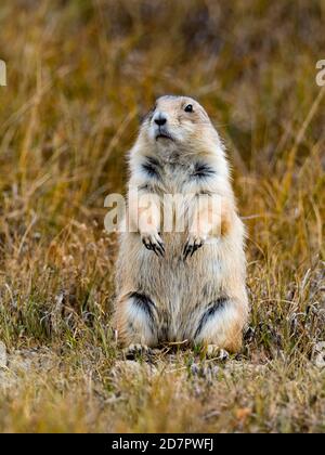 The black-tailed prairie dog, Cynomys ludovicianus, in the badlands of Theodore Roosevelt National Park, North Dakota, USA