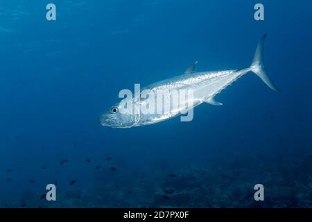 Dogtooth tuna (Gymnosarda unicolor) dog-tooth tuna, swimming over coral reef, Richelieu Rock, Andaman Sea, Mu Ko Similan National Park, Similan Stock Photo
