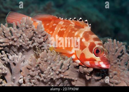 Blacktip grouper (Epinephelus fasciatus) resting on Sinularia soft coral (Sinularia gibberosa), Andaman Sea, Mu Ko Similan National Park, Similan Stock Photo