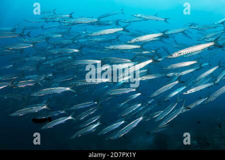 Swarm Blackfin barracuda (Sphyraena qenie), swimming over coral reef, Andaman Sea, Mu Ko Similan National Park, Similan Islands, Phang Nga Province Stock Photo