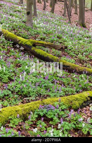 Hollow larkspur (Corydalis cava) in the Teutoburg Forest, Bad Iburg, Lower Saxony, Germany Stock Photo
