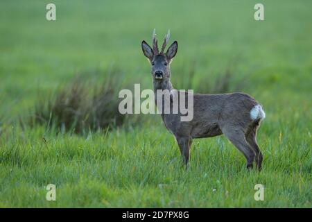 European roe deer (Capreolus capreolus) in winter hair in a meadow, strong buck, eight-pointer, rarity, Vechta, Lower Saxony, Germany Stock Photo