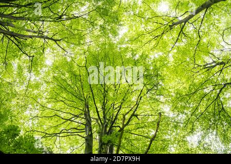Crown of a beech ( Fagus sylvatica) in the primeval forest Baumweg, leaf canopy, forest, hut forest, tree, Lower Saxony State Forest, Oldenburger Stock Photo