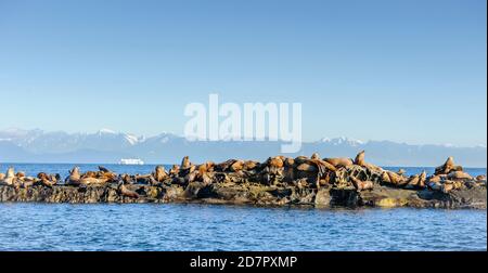 Steller Sea Lion (Eumetopias jubatus) also known as the Northern Sea Lion and Steller's Sea Lion on rocks near Valdes Isand, British Columbia, Canada Stock Photo