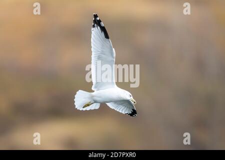 Ring-billed gull (Larus delawarensis) in flight over Bow River, Lafarge Meadows, Calgary, Alberta, Canada, Stock Photo