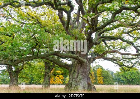 Old Oaks ( Quercus) with mighty trunk in autumn, tree, Klamptenborg, Copenhagen, Denmark Stock Photo
