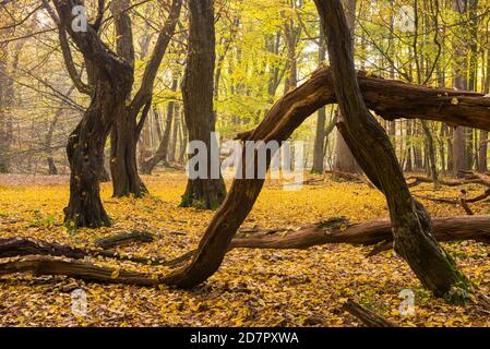 Autumn in the jungle Baumweg, forest, hut forest, tree