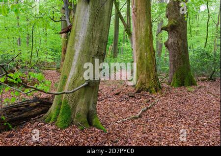 Old beech ( Fagus sylvatica) and oak in fresh green, Herrenholz, Lutten, Lower Saxony, Germany Stock Photo