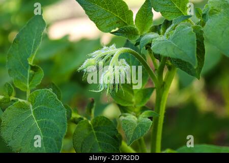 Macro of potato flower buds between leaves Stock Photo