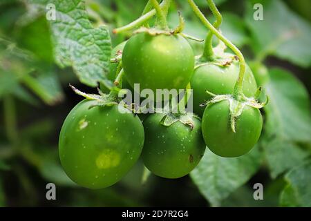 Macro of green potato seed berries containing true seeds Stock Photo
