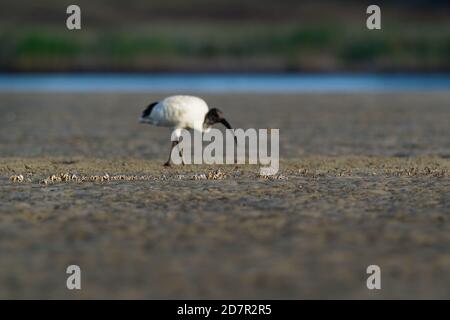 Australian Ibis  - Threskiornis moluccus black and white water bird ibis from Australia looking for crabs during low tide. Stock Photo