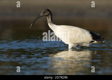 Australian Ibis  - Threskiornis moluccus black and white water bird ibis from Australia looking for crabs during low tide. Stock Photo