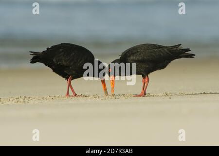 Pair of birds on the sandy beach, Variable oystercatcher - Haematopus unicolor - torea feeding with mussels on the seaside in New Zealand. Stock Photo