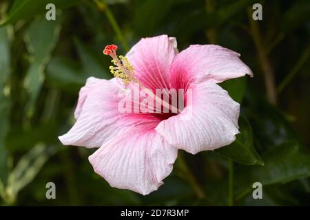 Hibiscus flower, Rarotonga, Cook Islands, South Pacific Stock Photo