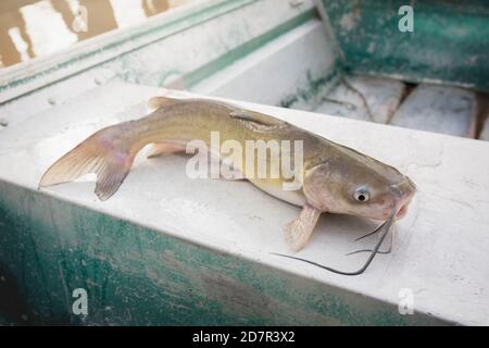 Blue Channel Catfish Caught in a Louisiana Bayou Stock Photo