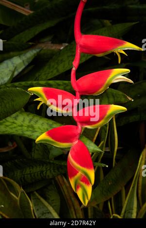 Hanging Heliconia (Heliconia rostrata), Maire Nui Gardens, Titakaveka, Rarotonga, Cook Islands, South Pacific Stock Photo