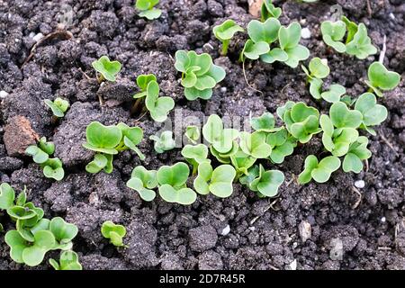 Top macro view of radish microgreens growing in soil Stock Photo