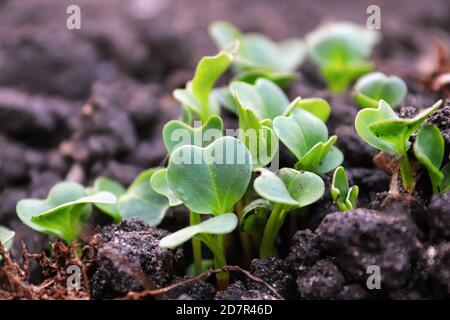 Radish sprouting in the garden dirt before the true leaves Stock Photo