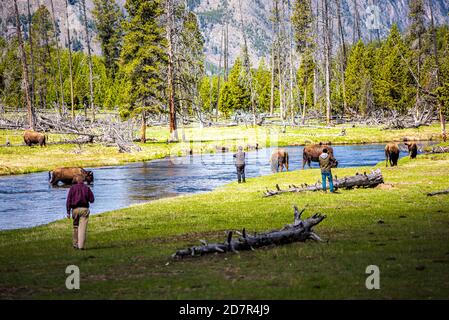 Tourists Getting Close To A Bison In Yellowstone National Park Stock tourists-getting-close-to-a-bison-in-yellowstone-national-park-stock