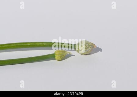 Close up of two tops of organic garlic plants or scapes on a white background. The tall bright green stalks are raw and fresh. Stock Photo