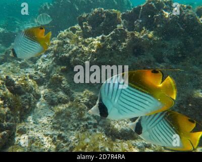 Threadfin Butterflyfish (Chaetodon auriga), Rarotonga, Cook Islands, South Pacific Stock Photo