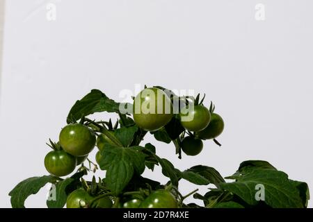 A cluster of unripe green cherry tomatoes hanging on a vine ripening. Stock Photo