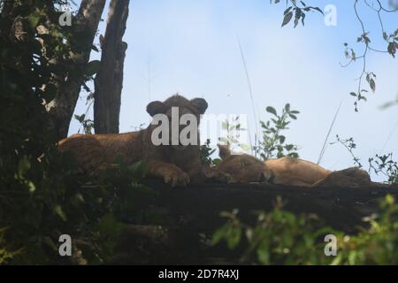 Karenga, Uganda. 24th Oct, 2020. Lion cubs rest on a rock in Kidepo Valley National Park, northeastern Uganda, Oct. 24, 2020. Uganda has reopened all its national parks in efforts to revamp the country's tourism sector which was hit by the ongoing COVID-19 pandemic. Credit: Ronald Ssekandi/Xinhua/Alamy Live News Stock Photo