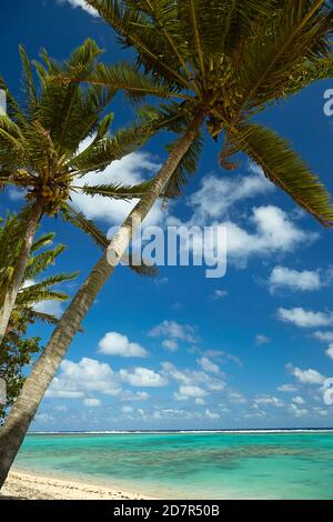 Coconut palm trees and beach, Takitimu District, Rarotonga, Cook Islands, South Pacific Stock Photo