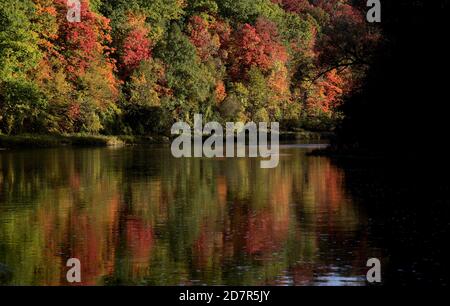 The silhouette of willow tree branch hanging over the Grand River with fall trees in the background, shot in Kitchener, Ontario, Canada. Stock Photo