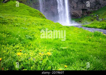 Seljalandsfoss waterfall with foreground closeup of yellow dandelion flowers in Iceland with water falling off cliff in green summer lush color Stock Photo