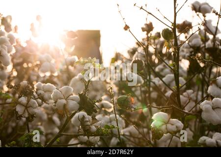 Cotton in a Louisiana Field Stock Photo