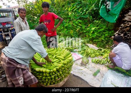 Bangladesh – October 18, 2020: Two workers packing fresh and green Sponge Gourd vegetables for sale in the market at Narsingdi. Stock Photo