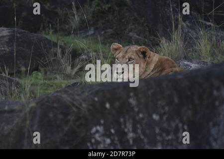 Karenga, Uganda. 24th Oct, 2020. A lion rests on a rock in Kidepo Valley National Park, northeastern Uganda, Oct. 24, 2020. Uganda has reopened all its national parks in efforts to revamp the country's tourism sector which was hit by the ongoing COVID-19 pandemic. Credit: Ronald Ssekandi/Xinhua/Alamy Live News Stock Photo