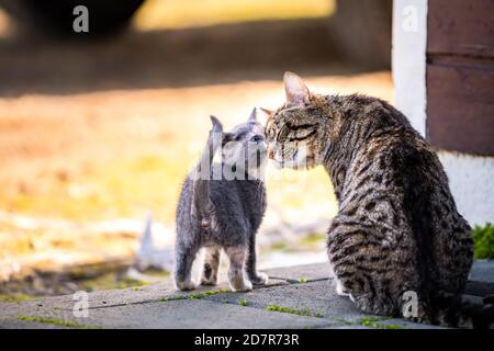 Tabby calico mother stray farm cat and small grey and white kitten kitty bonding bunting rubbing sniffing head outdoors outside house in Iceland Stock Photo