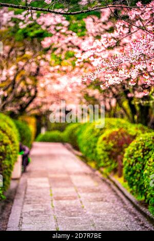 Kyoto, Japan garden temple entrance in Gion district with long road street empty path to ryozen honbyo with pink cherry blossom sakura flowers Stock Photo