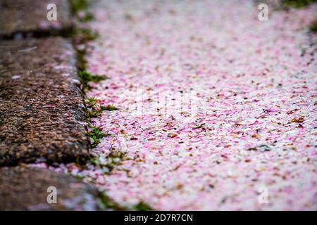 Closeup of rainy day on street road with fallen cherry blossom sakura flower petals in springtime abstract macro Stock Photo