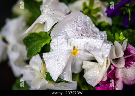 Macro closeup of white pansy flower detail and texture of wet dew rain water drops in Kyoto, Japan garden Stock Photo