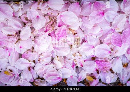 Kyoto, Japan cherry blossom sakura flower petals flat top macro texture fallen on ground in spring street road closeup Stock Photo