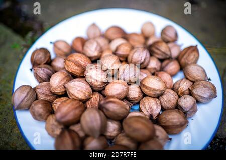 Closeup on pile of raw pecan hickory nuts pile ingredient foraged in autumn on plate in shells Stock Photo