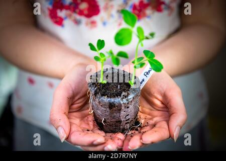 Peat pellet macro closeup of woman holding sugar snap pea vegetable plant in mesh containers for growing indoor garden seedlings during winter Stock Photo
