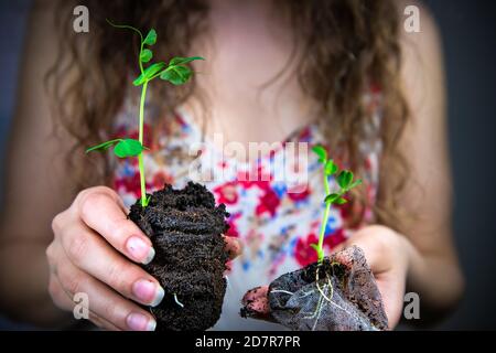 Peat pellet macro closeup of woman separating holding sugar snap pea vegetable plant in mesh containers for growing indoor garden seedlings during win Stock Photo
