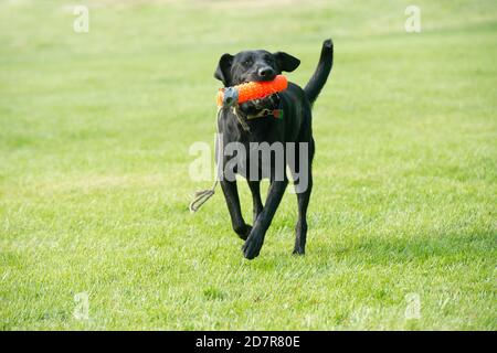 Black Labrador retriever retrieving retriever bumper Stock Photo