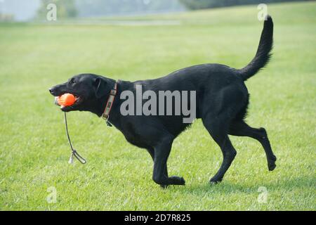 Black Labrador retriever retrieving retriever bumper Stock Photo