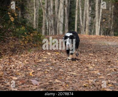 Beautiful trail through autumn foliage in forests of Arrowhead Park Ontario Stock Photo